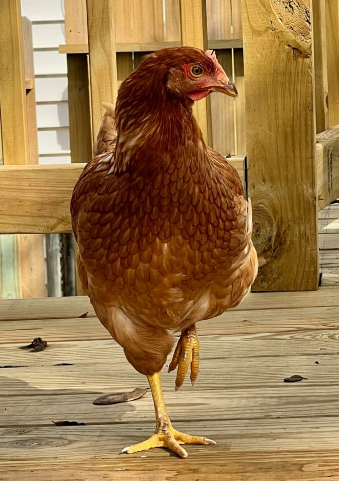 A brown chicken stands on a wooden deck, balancing on one leg. Its feathers display a rich reddish-brown color, accentuated by a bright red comb and wattles. The deck's wooden planks and surrounding wooden framework create a rustic backdrop.