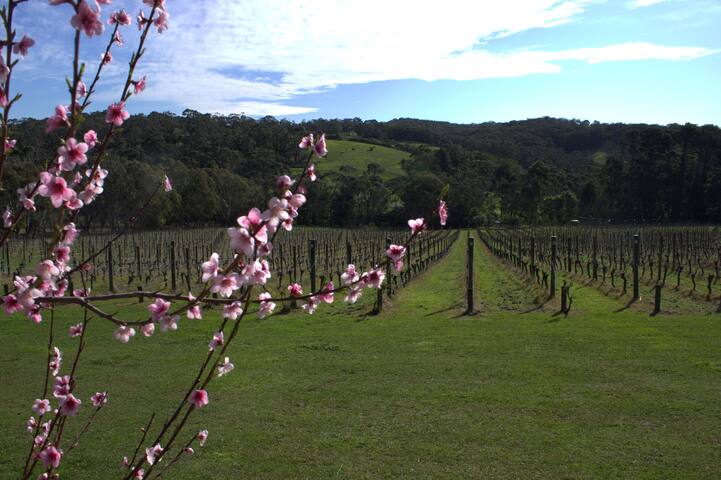 Sandstone Estate – A Boutique Vineyard Retreat gallery image 4