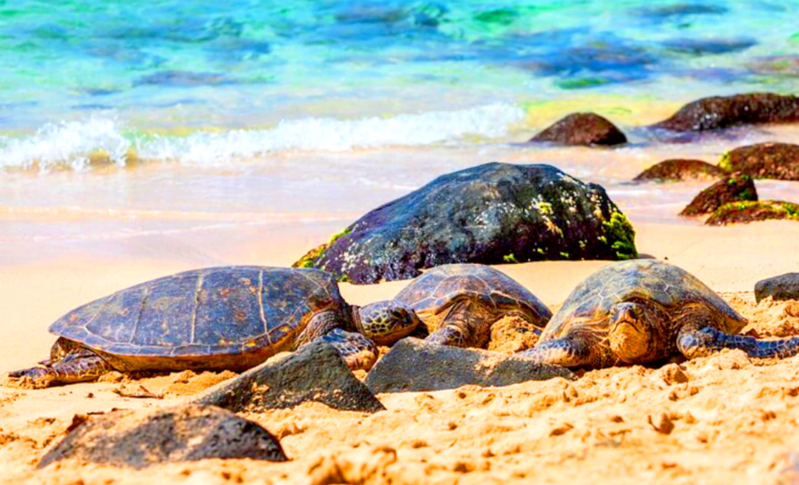 Living Local Style with Aloha - Image 27