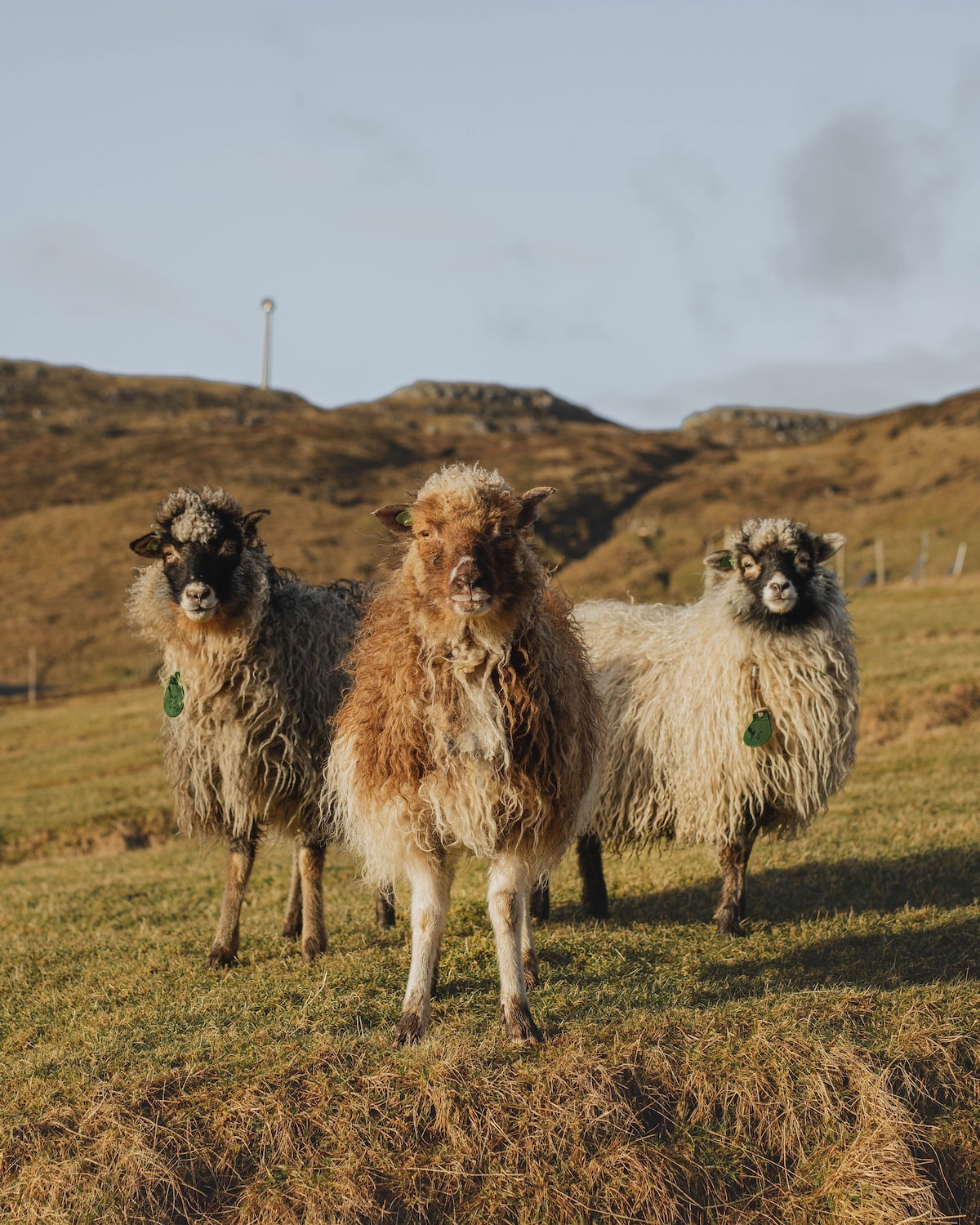 Three sheep stand on a grassy hillside, each displaying a unique coat texture. The foreground sheep has a distinctive reddish-brown wool, while the others showcase darker, mixed-color fleeces. A gentle landscape of rolling hills is visible in the background under a partly cloudy sky.