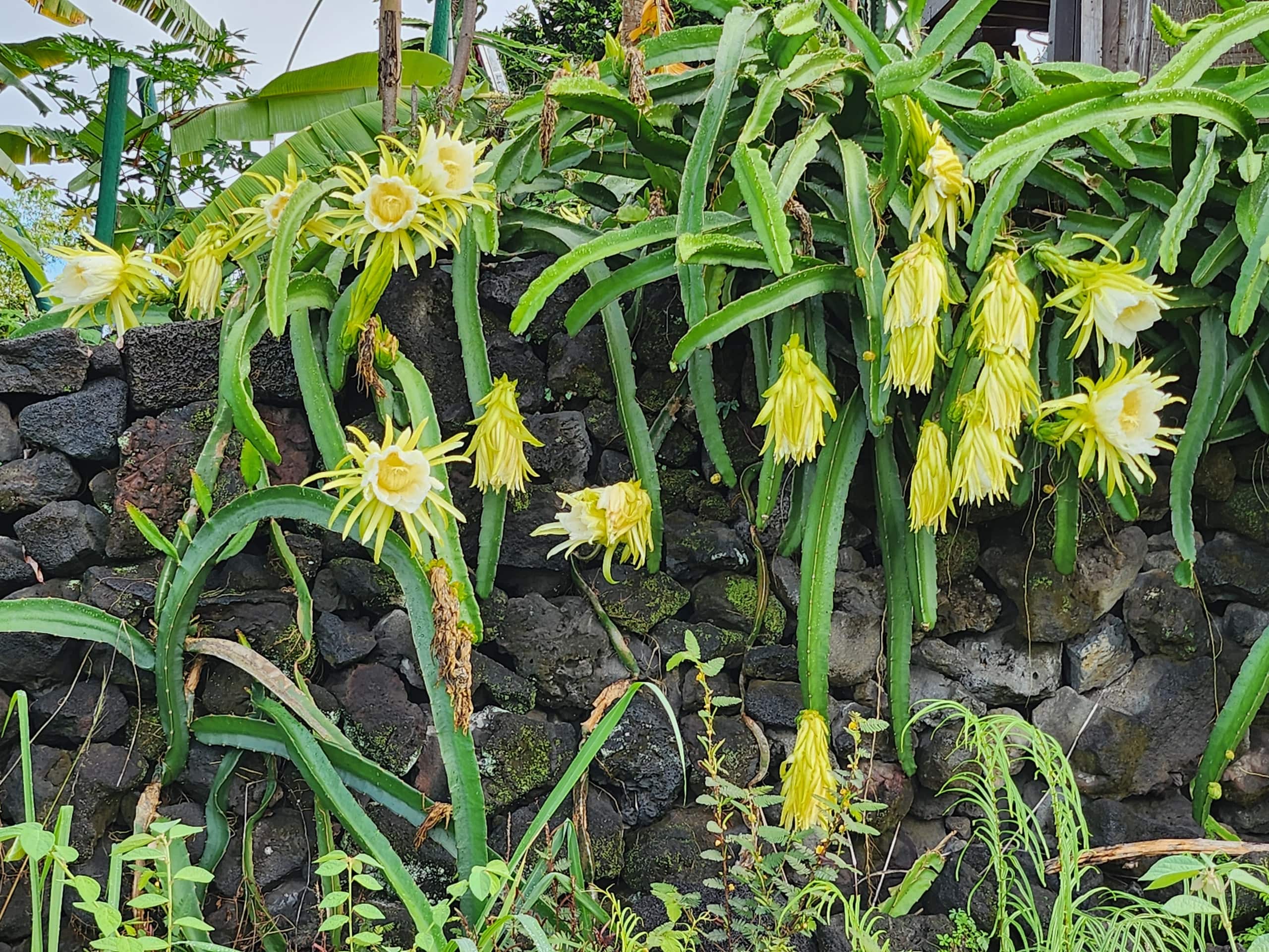 Home in Kailua-Kona · ★5.0 · 3 bedrooms · 6 beds · 2 private baths - Image 38