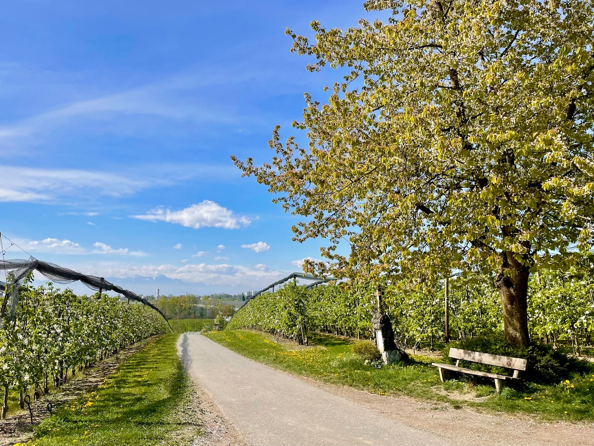 A scenic pathway is lined by lush vineyards, stretching under a clear blue sky. A bench sits beneath a leafy tree, providing a peaceful spot to rest. The landscape showcases rows of grapevines, creating a serene atmosphere for leisurely walks.