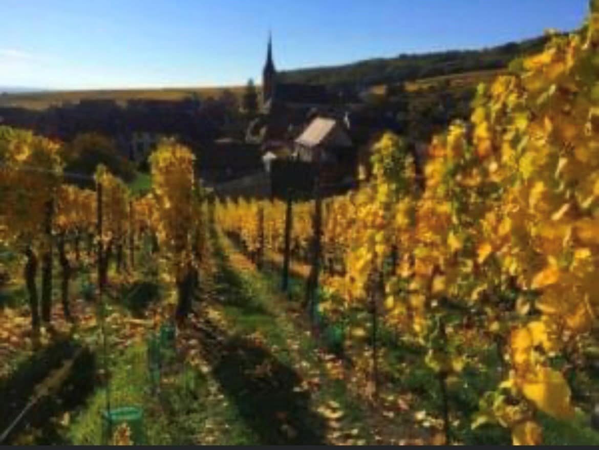 Rows of grapevines display vibrant yellow leaves in a sunlit vineyard, with a village visible in the background. A church spire can be seen rising above the rooftops, framed by hills in the distance under a clear blue sky.