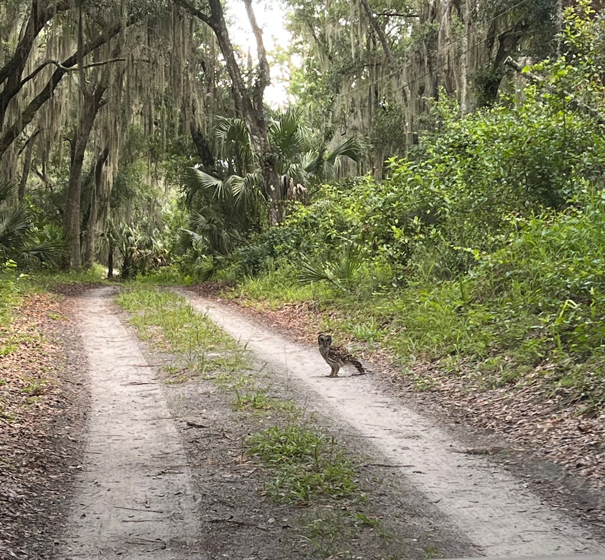 A dirt road meanders through a lush forest, bordered by greenery and tall trees draped in Spanish moss. A small animal is spotted on the road, surrounded by the vibrant hues of the natural landscape.