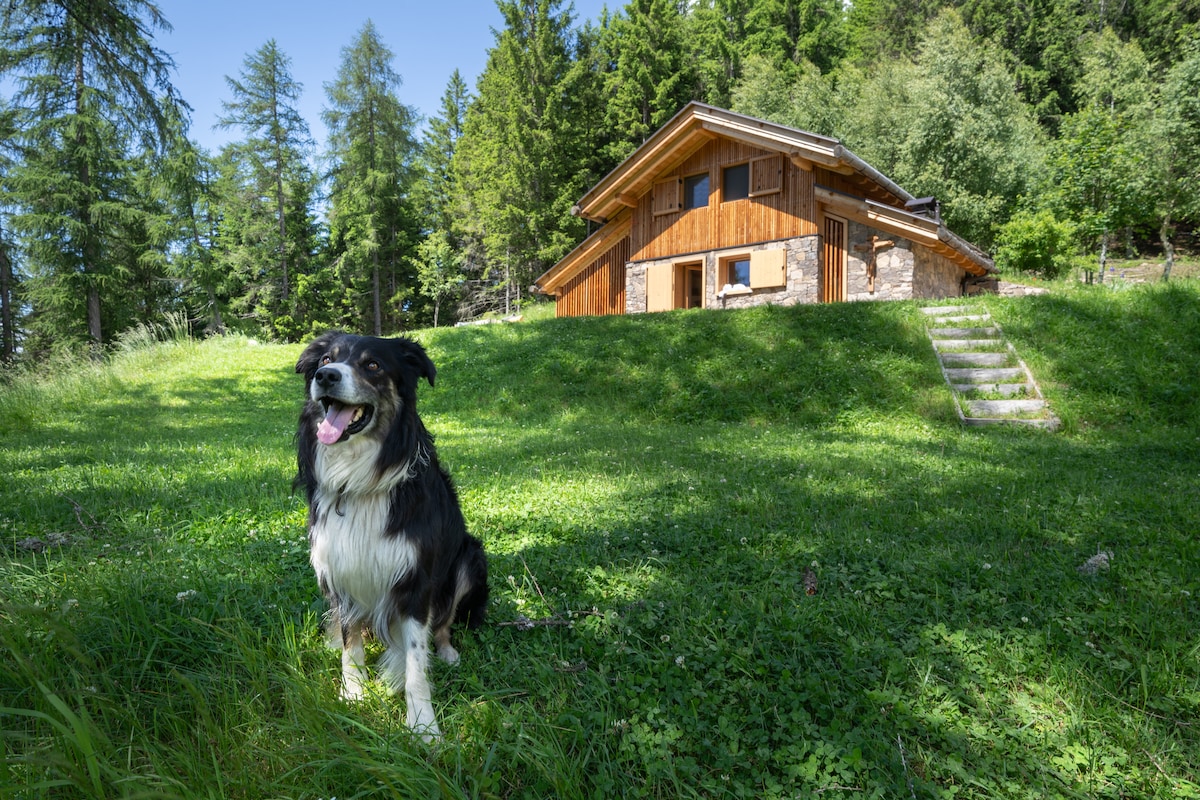 A rustic wooden cabin is nestled among lush greenery and tall trees. A cheerful dog sits in the foreground, contributing to the inviting outdoor setting. The cabin’s exterior features wood and stone elements, reflecting its natural surroundings.
