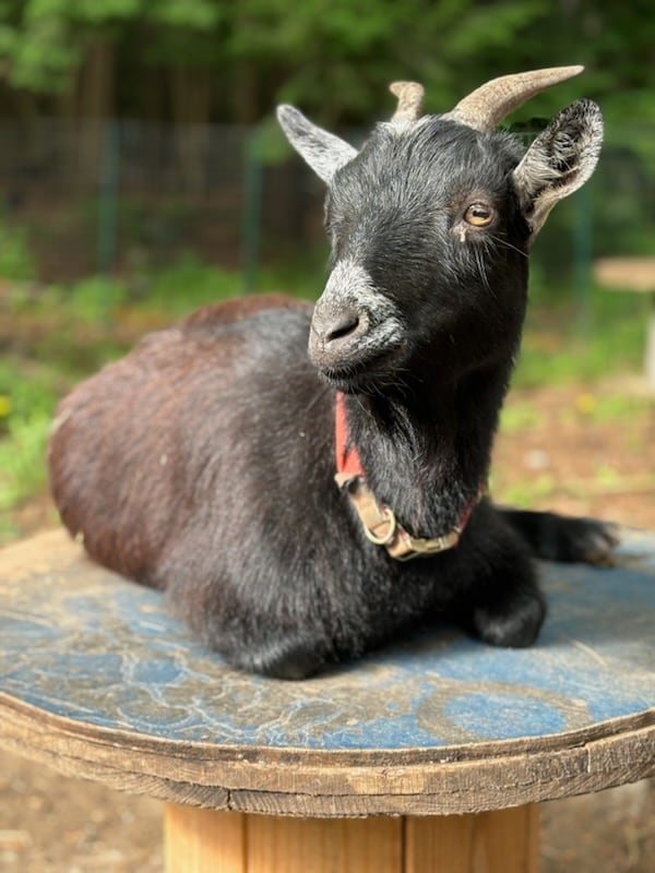 A black goat relaxes on a wooden platform, showcasing its distinctive curved horns and gentle expression. The surrounding greenery hints at a natural setting, complementing the tranquil atmosphere.
