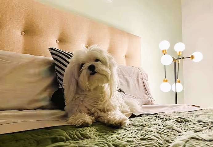 El Depa de Rocko managed Airbnb listing 1