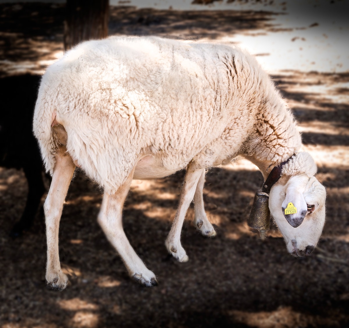 A sheep grazes on the ground, its fluffy white wool reflecting the dappled sunlight filtering through nearby trees. A bell hangs from its neck, contributing to the rural charm of the surroundings.