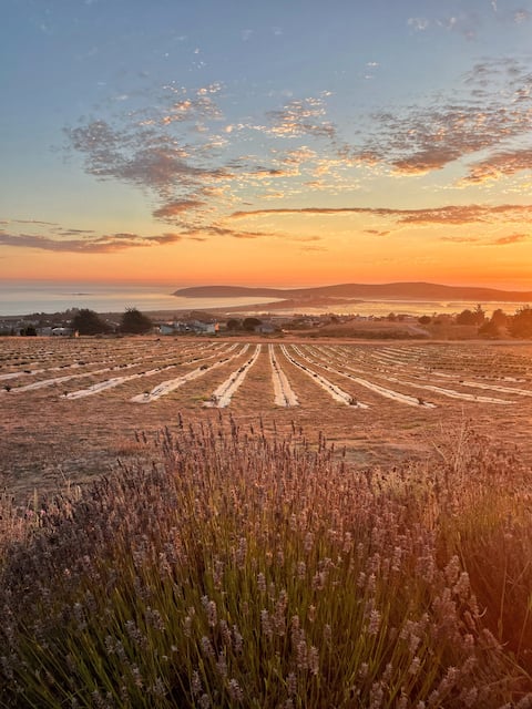 Top Airbnb: Coastal Lavender Farm - Stunning Views in Bodega Bay