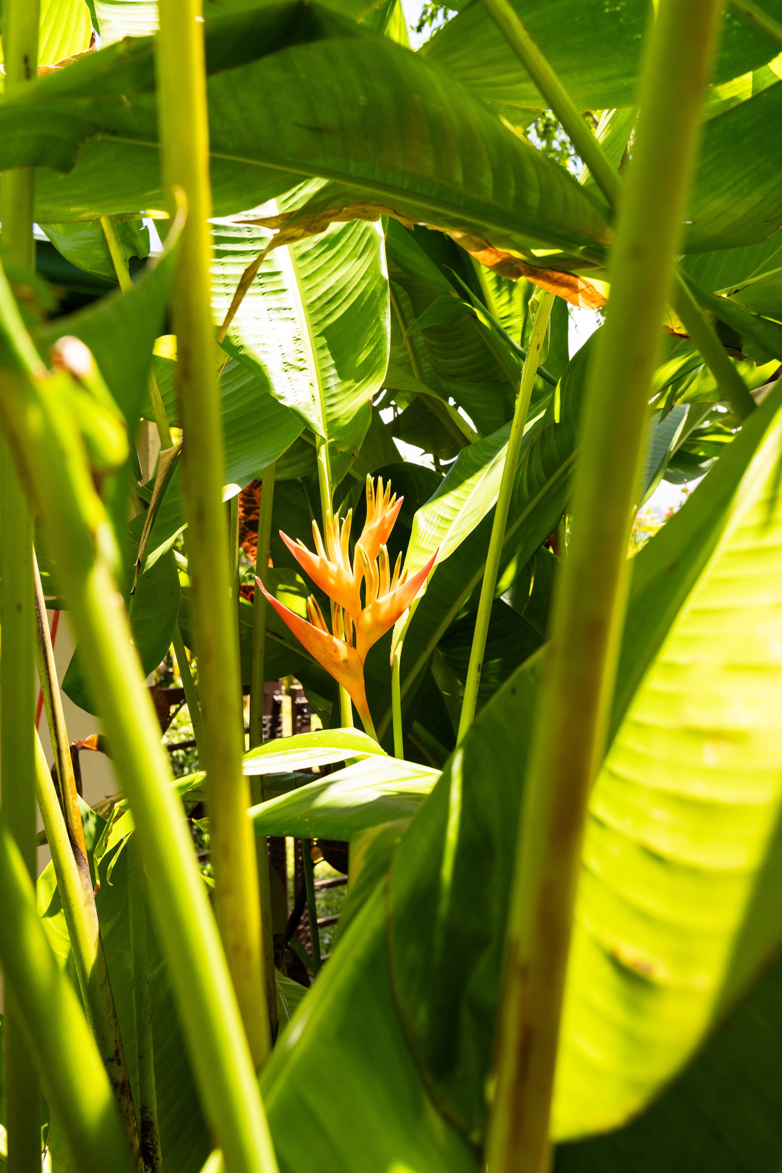 Home in Princeville · ★4.86 · 3 bedrooms · 4 beds · 2.5 baths - Image 75