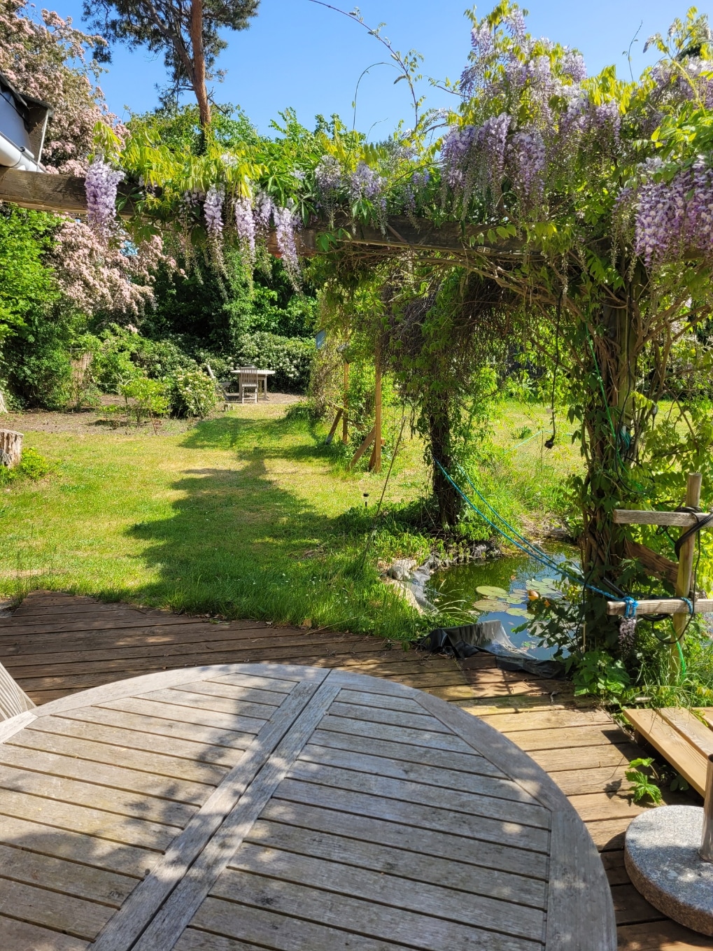 A wooden table is positioned on a deck, surrounded by lush greenery and vibrant flowering wisteria overhead. A spacious garden area showcases well-maintained grass and various plants, with a seating area visible in the distance under a canopy of trees, creating a serene outdoor environment.