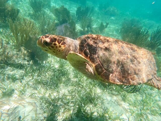 Sandpiper Sanctuary 4bd 3ba w/pool Seabird Luxury gallery image 3