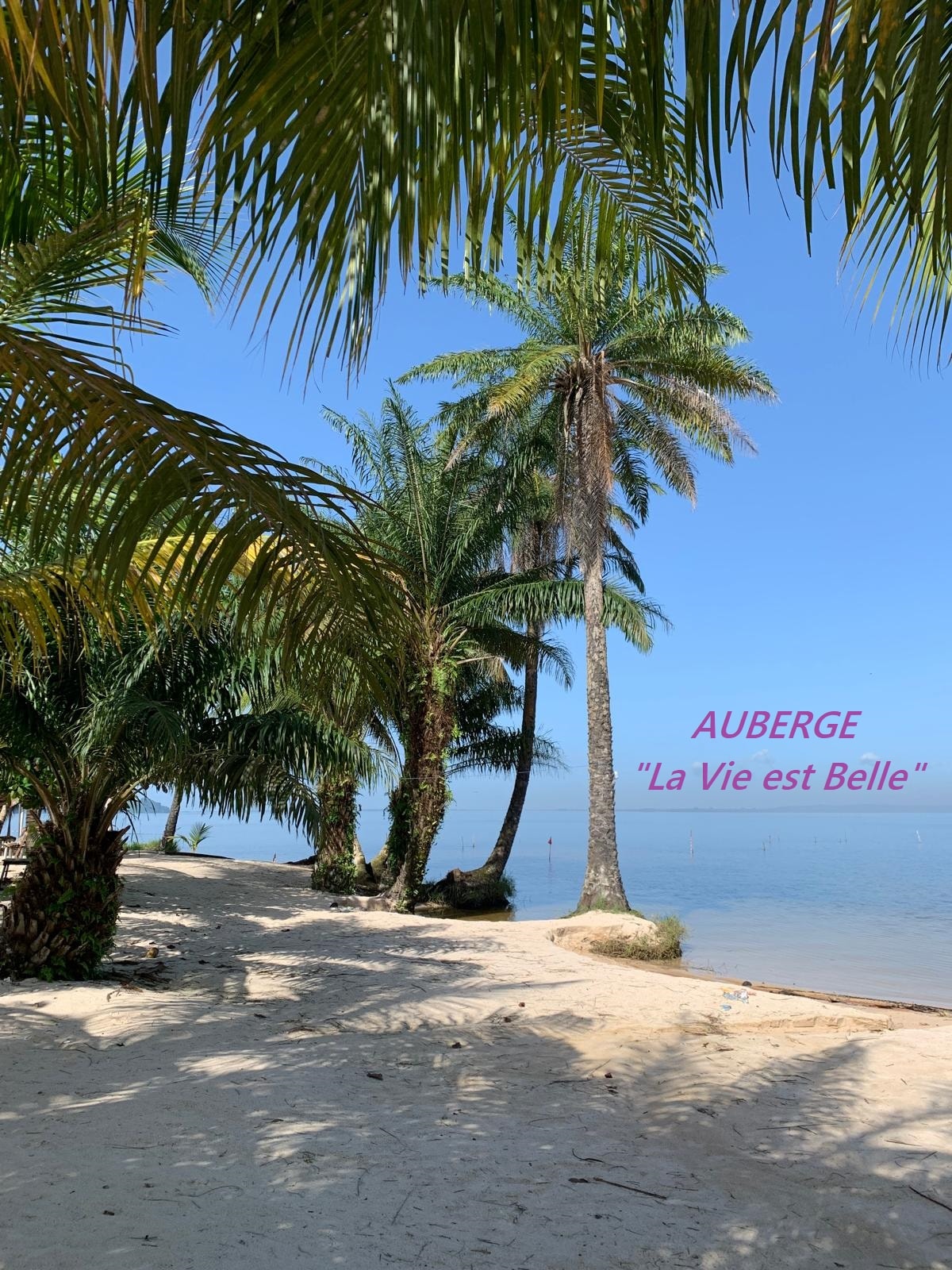 A sandy beach is lined with tall palm trees swaying gently in the breeze. The bright blue sky complements the tranquil waters of the lagoon in the background, creating a serene atmosphere ideal for relaxation.