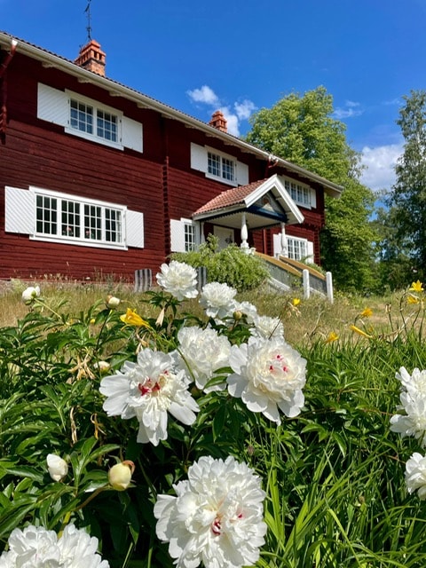 A traditional red wooden house is seen, featuring white shutters and a covered entrance. Surrounding the house, vibrant white peonies bloom amidst lush green grass, creating a serene garden setting. A clear blue sky is visible in the background, enhancing the inviting exterior.