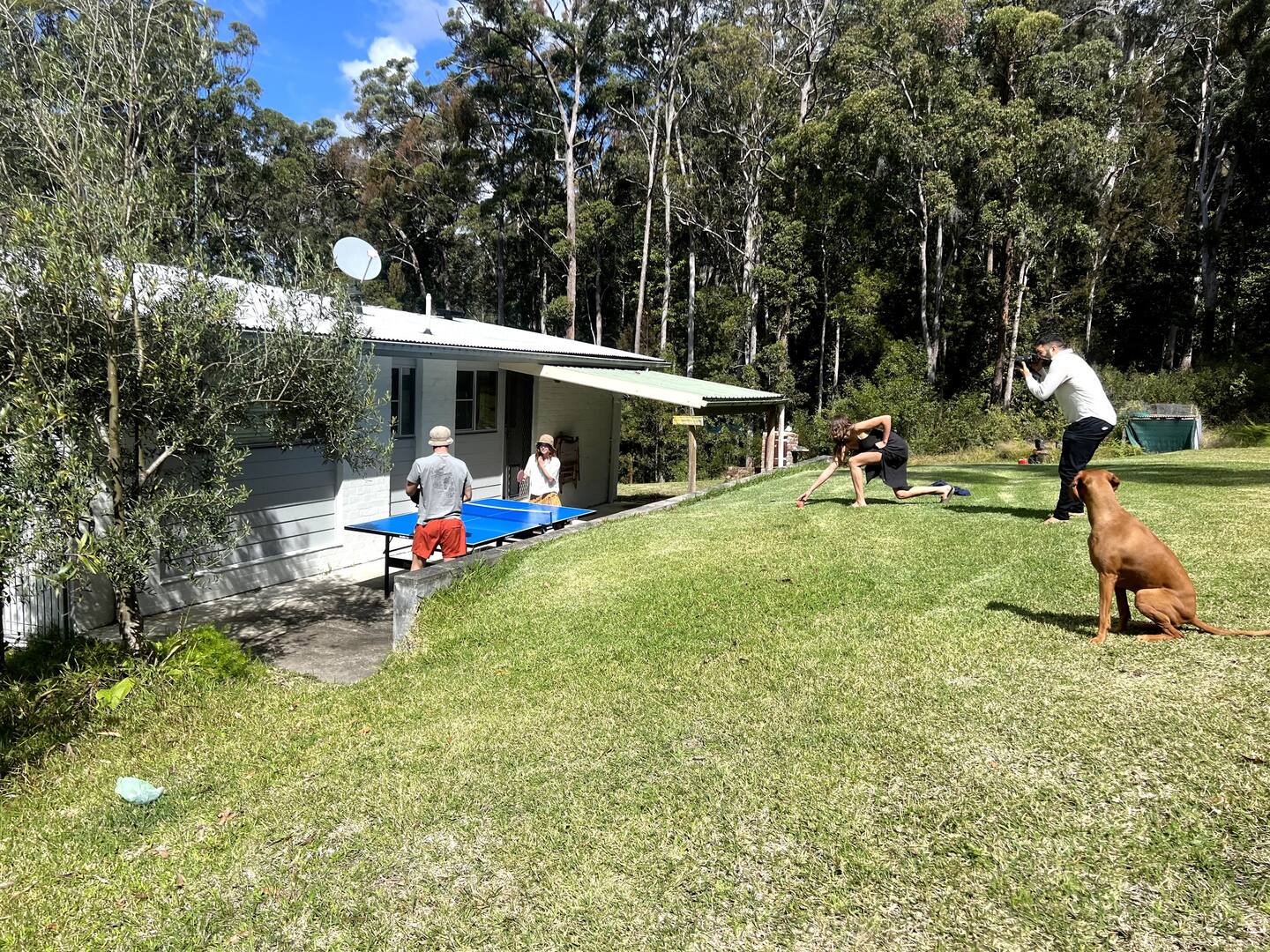 Big open lawn beside the house, surrounded by gum trees