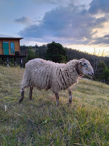 A sheep with fluffy wool stands on a grassy slope, with a wooden cabin visible in the background. The scene is illuminated by soft sunset light, surrounded by trees and rolling hills.
