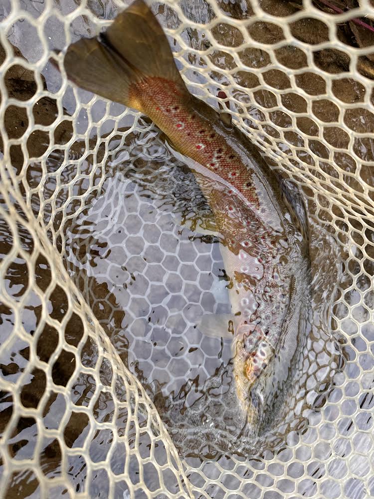 A brown trout is positioned within a fine mesh fishing net, partially submerged in clear water. The fish displays distinctive patterns of red and black spots on its sleek, silvery body, while bubbles float around it, indicating the movement of water.