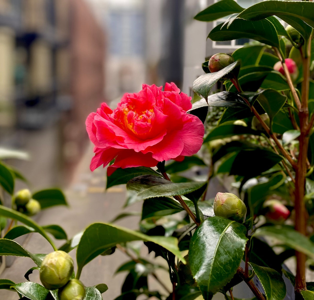 Belltown City Escape