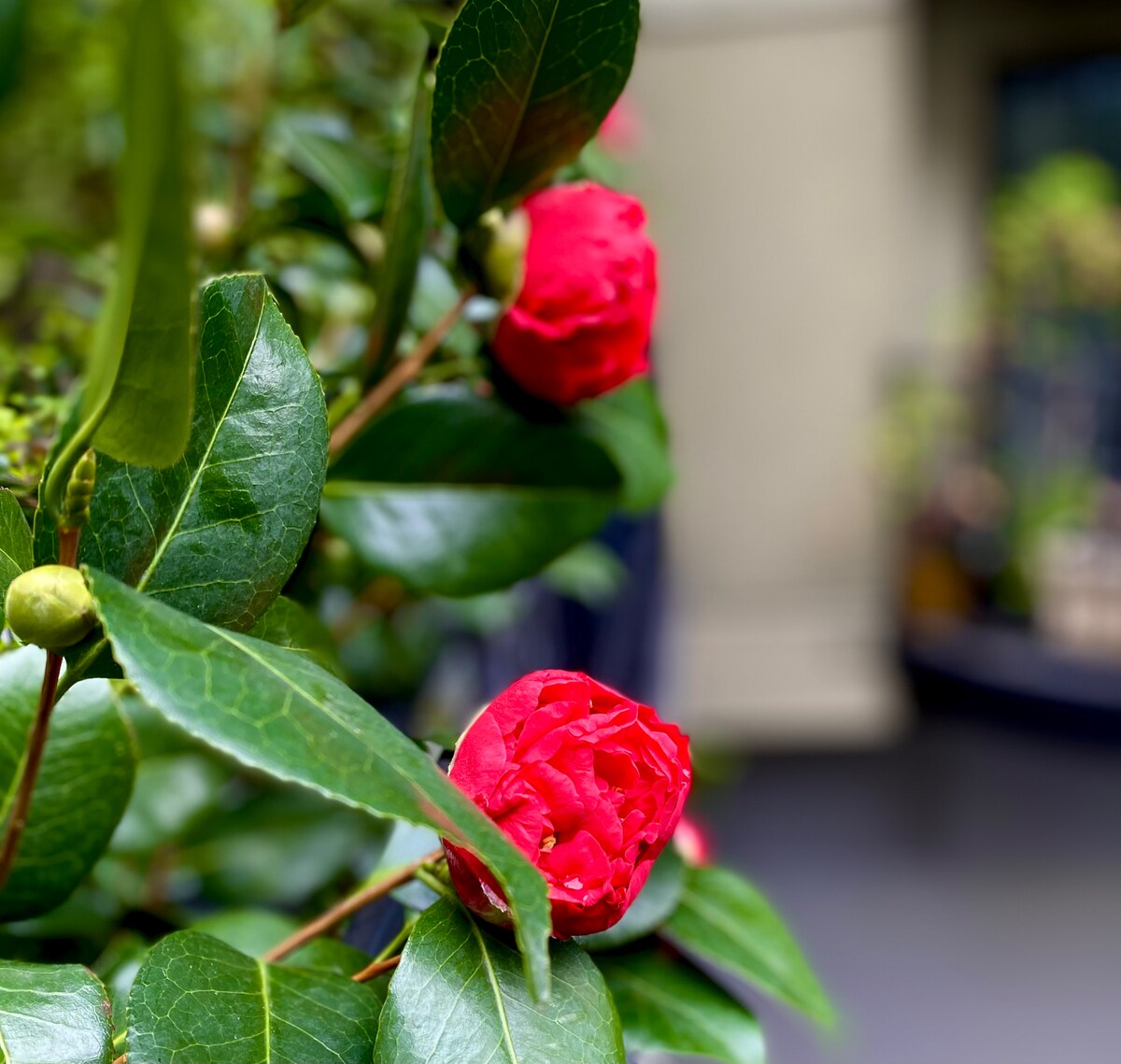 Belltown City Escape