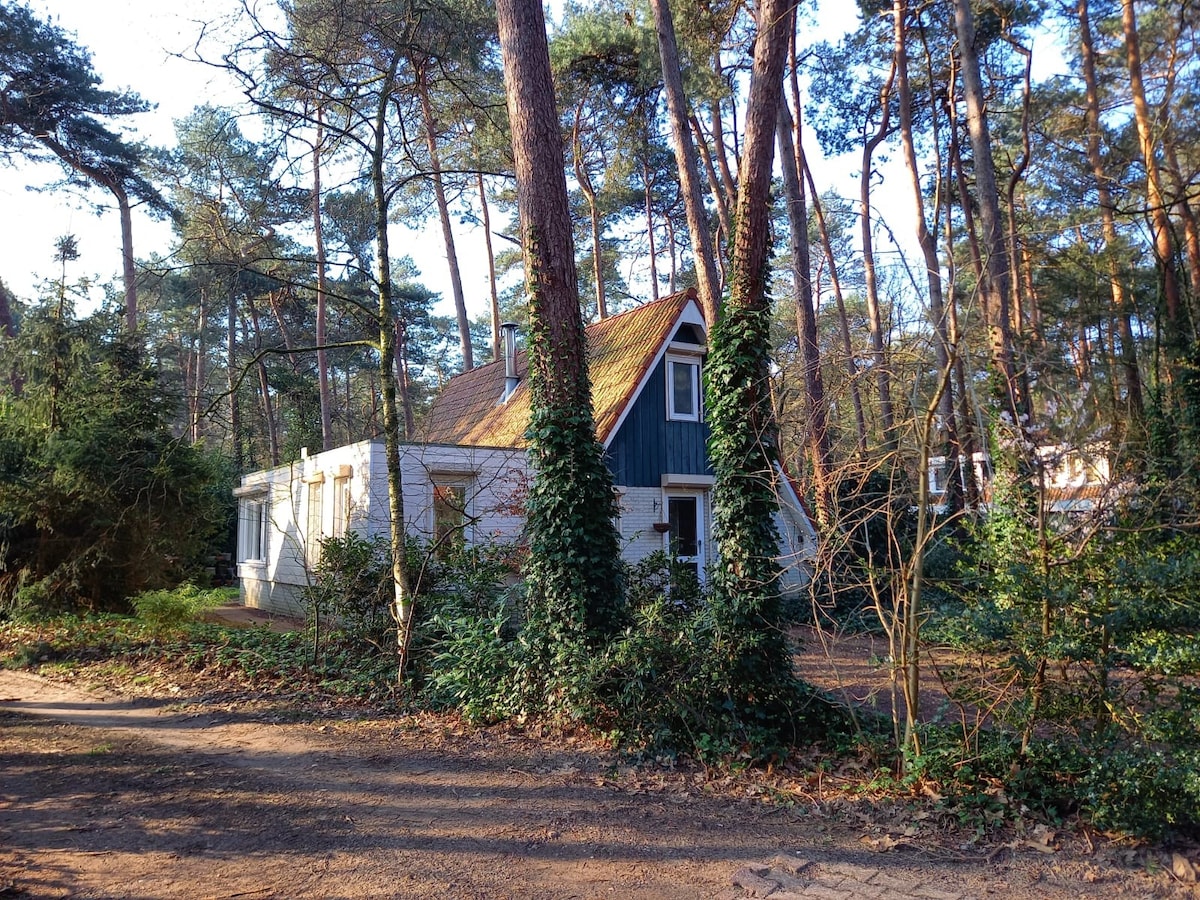 A charming house is nestled among tall trees, featuring a distinct triangular roof and a combination of blue and white siding. Lush greenery surrounds the structure, enhancing the natural setting. The pathway leading up to the house is lined with various plant life.