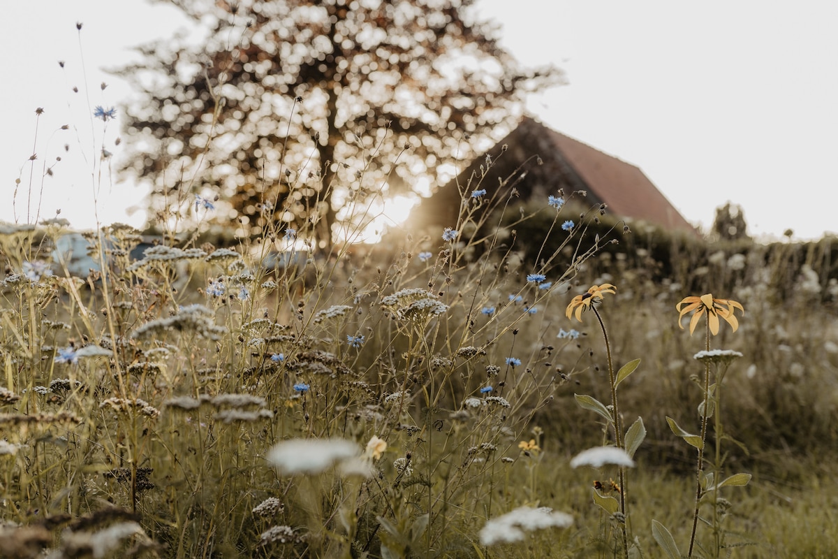 Wildflowers bloom in a serene outdoor setting as sunlight filters through the foliage. A rustic building is softly illuminated in the background, surrounded by lush greenery. The natural landscape conveys a peaceful atmosphere, ideal for relaxation.