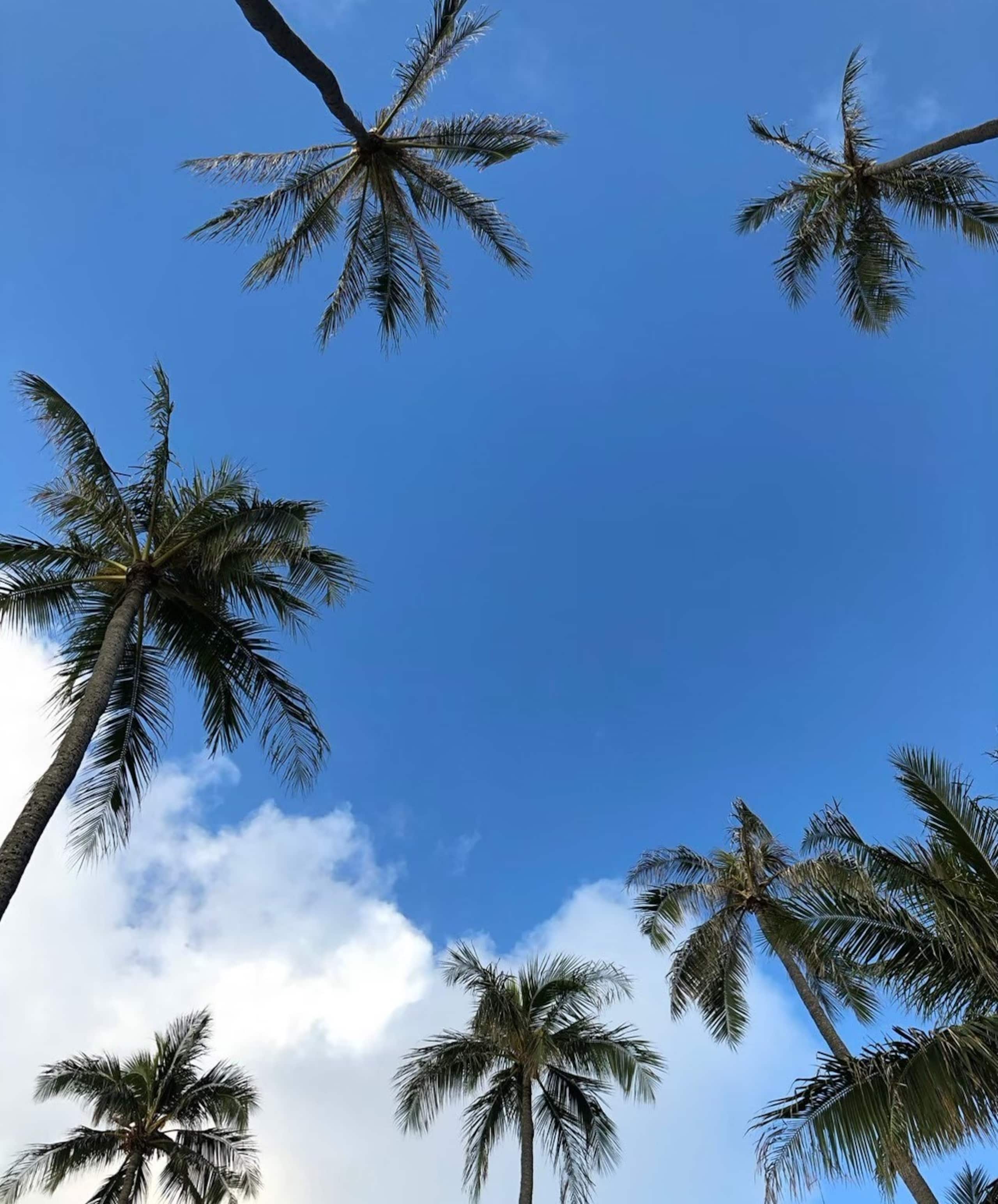 Condo in Honolulu · ★4.73 · Studio · 1 bed · 1 shared bath - Image 7