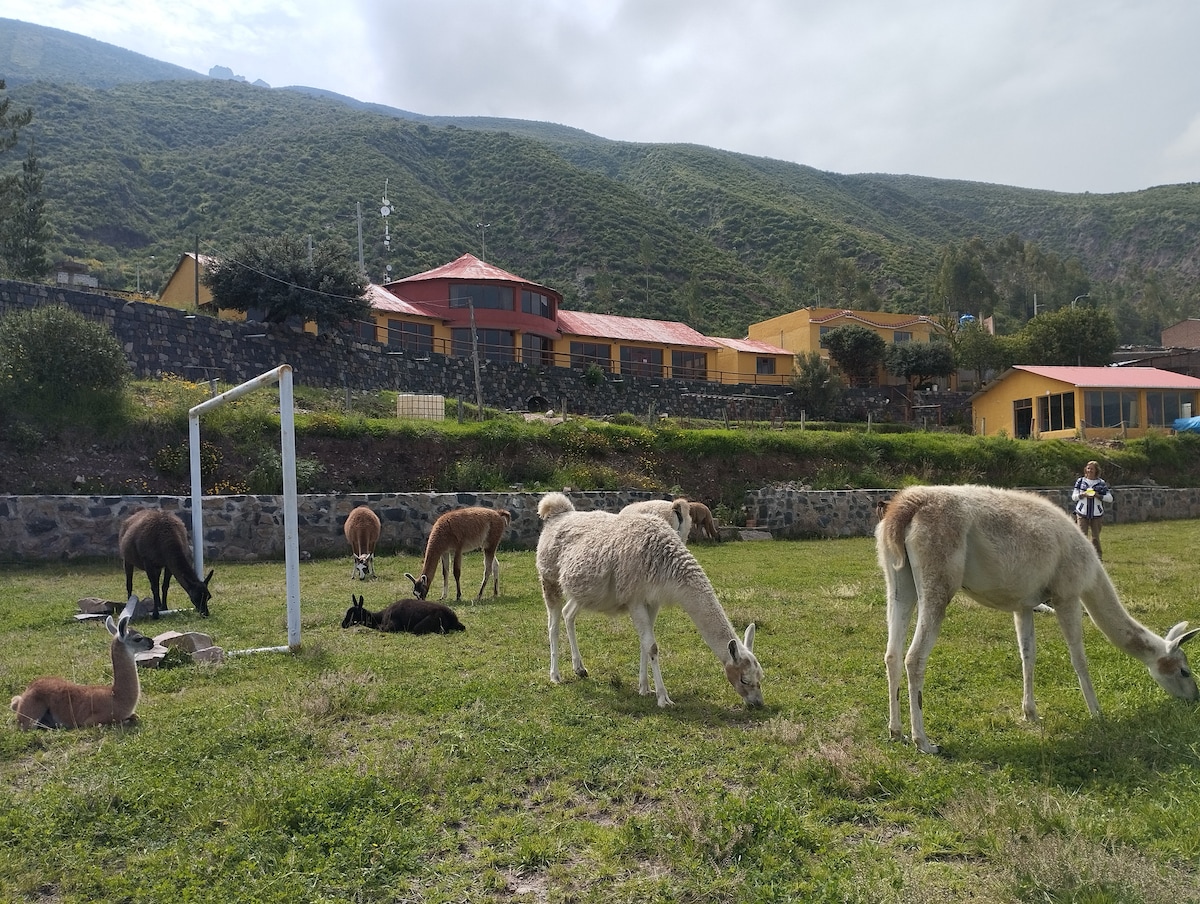 Several llamas and alpacas are seen grazing in a grassy area, surrounded by rolling green hills. Colorful buildings with red and yellow roofs are positioned in the background, adding a vibrant touch to the scenic landscape.