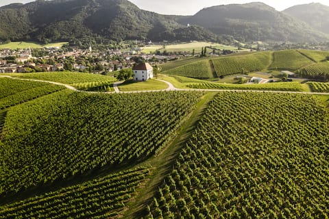 Timeless charm - apartment among vineyards