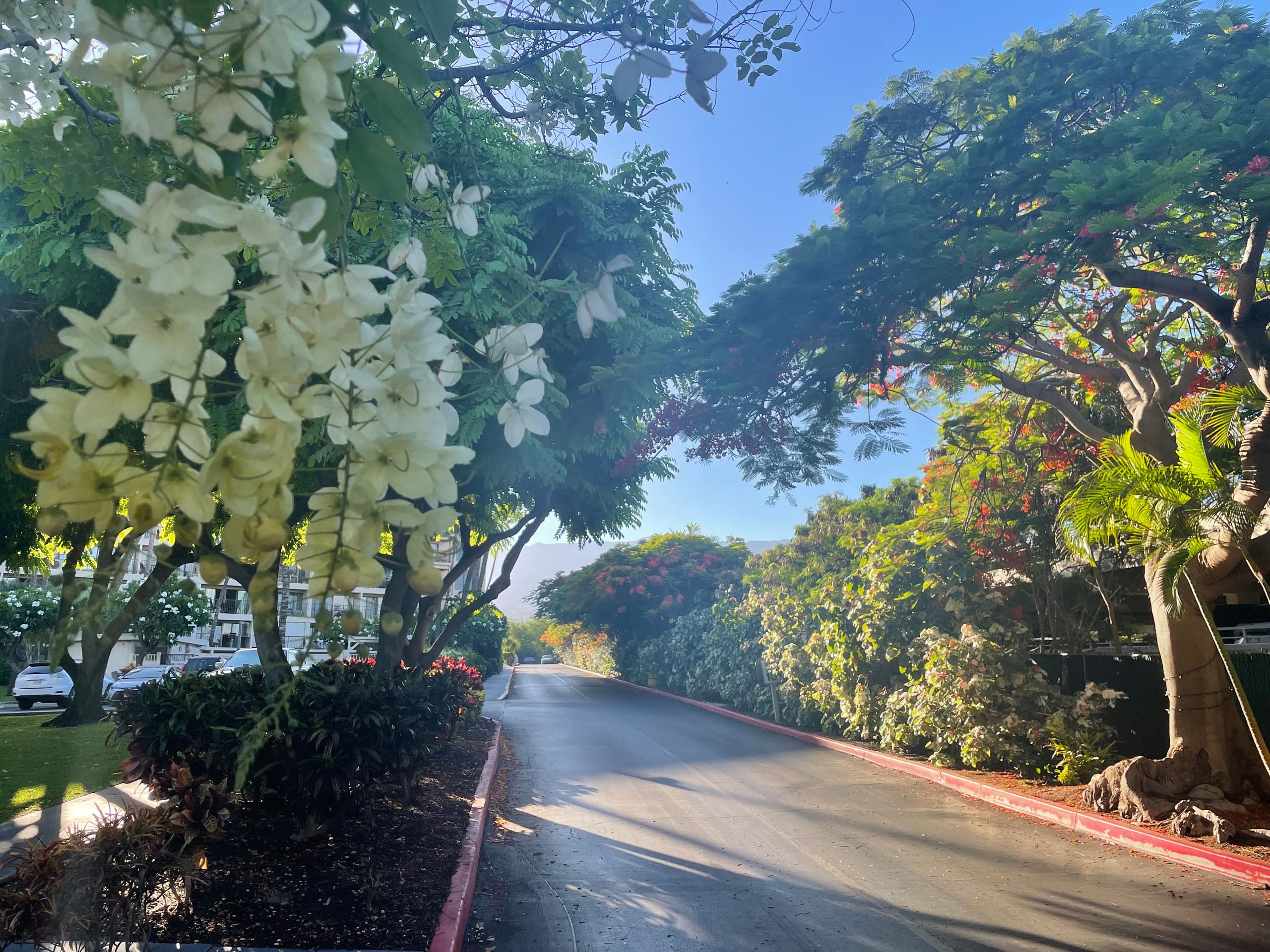Condo in Kihei · ★5.0 · 1 bedroom · 2 beds · 1 private bath - Image 43
