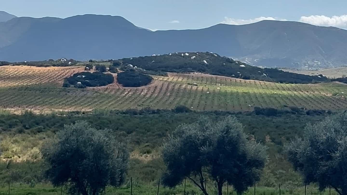 Vineyards and olive trees across the valley