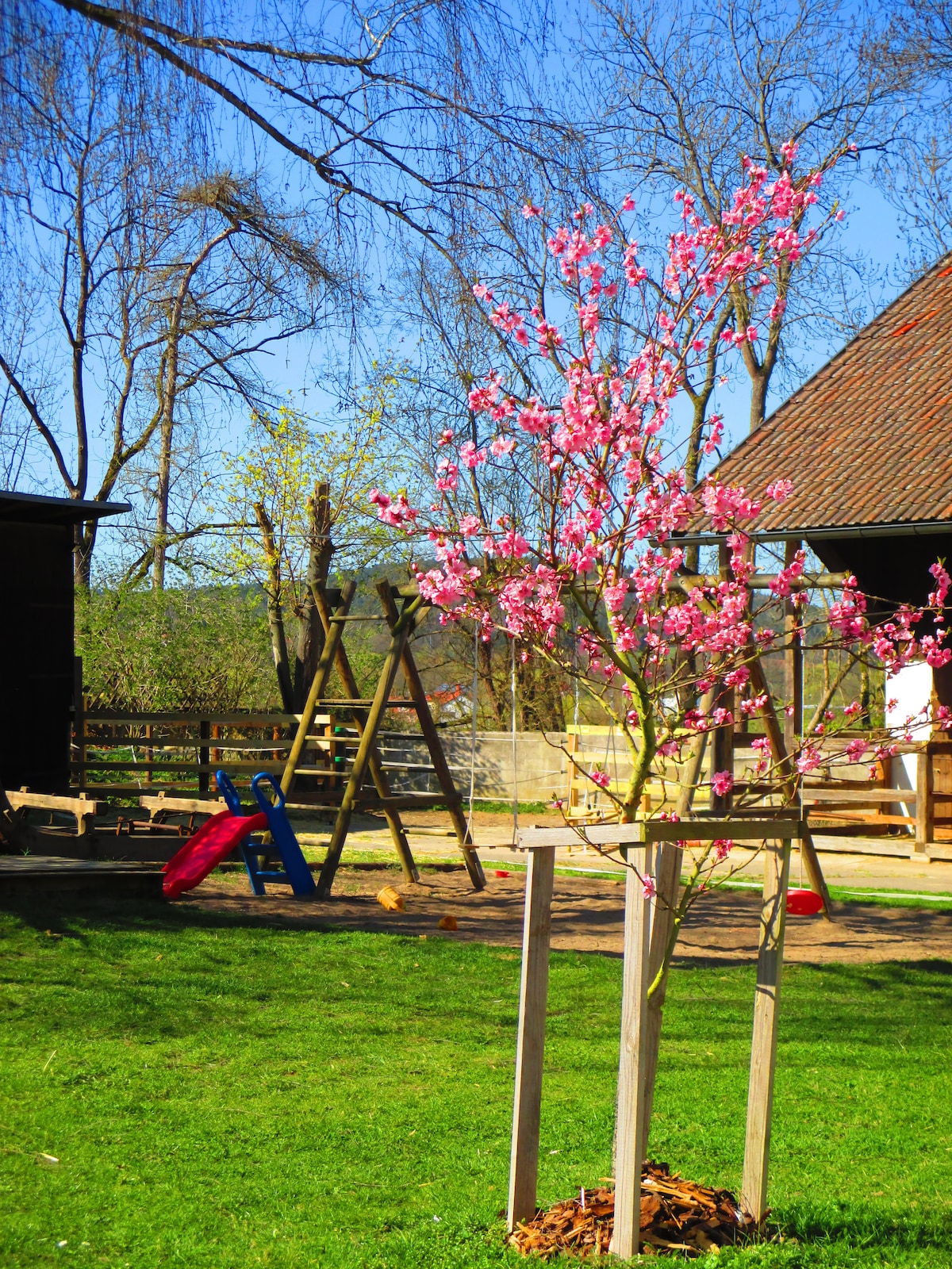 A vibrant blossoming tree stands in the foreground, its pink flowers contrasting against a clear blue sky. In the background, a playground is visible, featuring swings and a slide amidst a grassy area, creating an engaging outdoor environment.