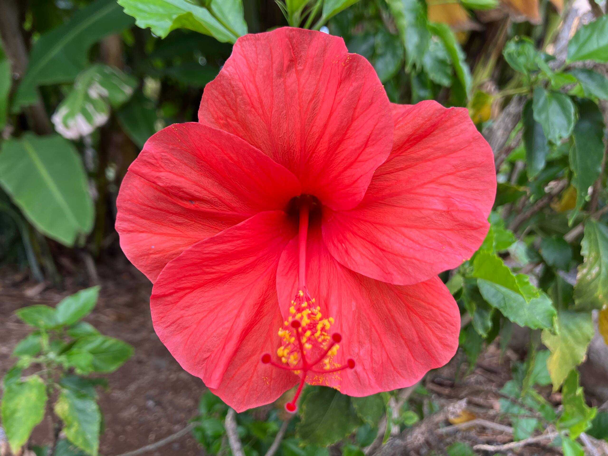 Condo in Wailuku · ★4.74 · 1 bedroom · 1 bed · 1 bath - Image 87