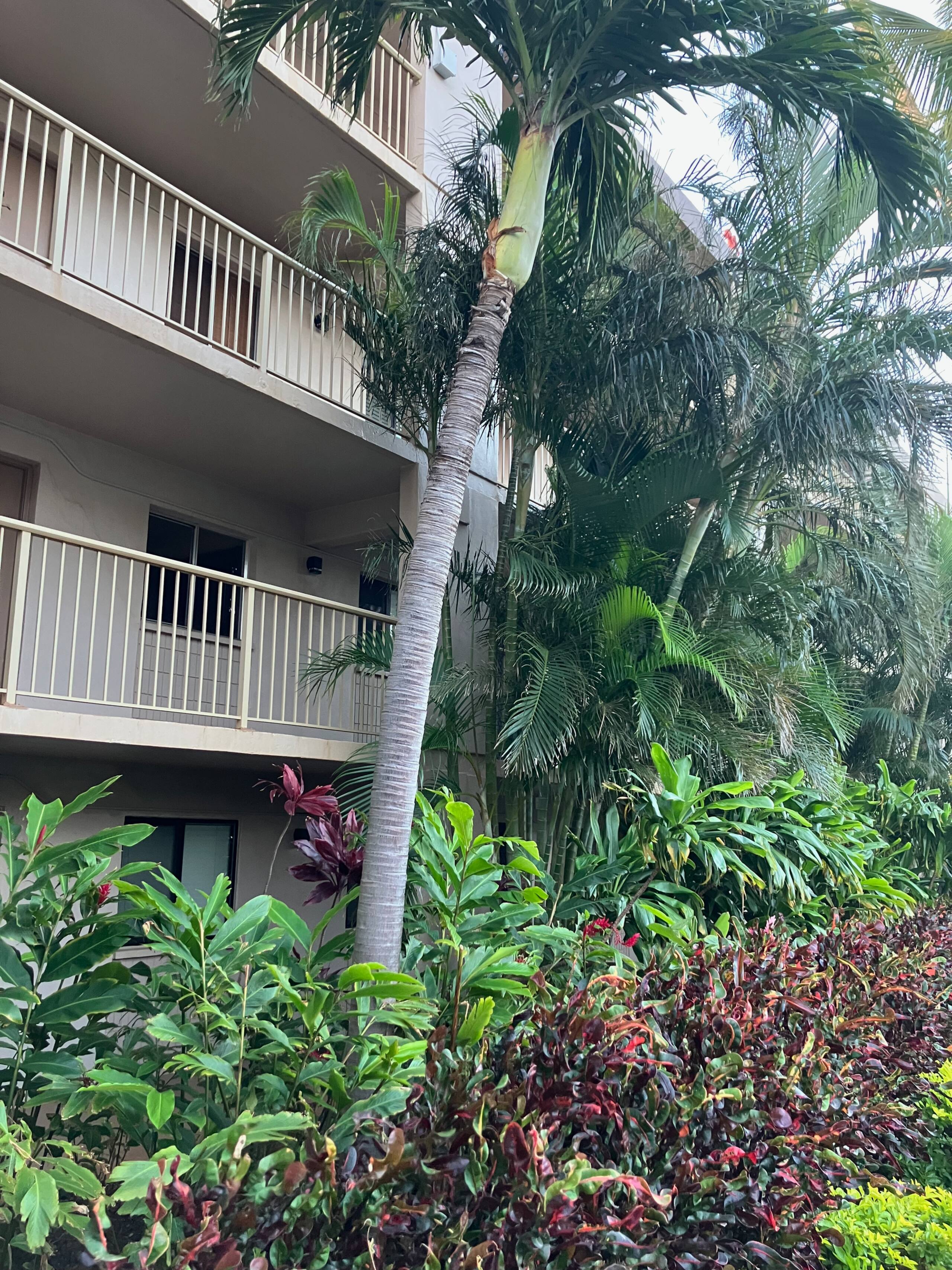 Condo in Wailuku · ★4.74 · 1 bedroom · 1 bed · 1 bath - Image 75