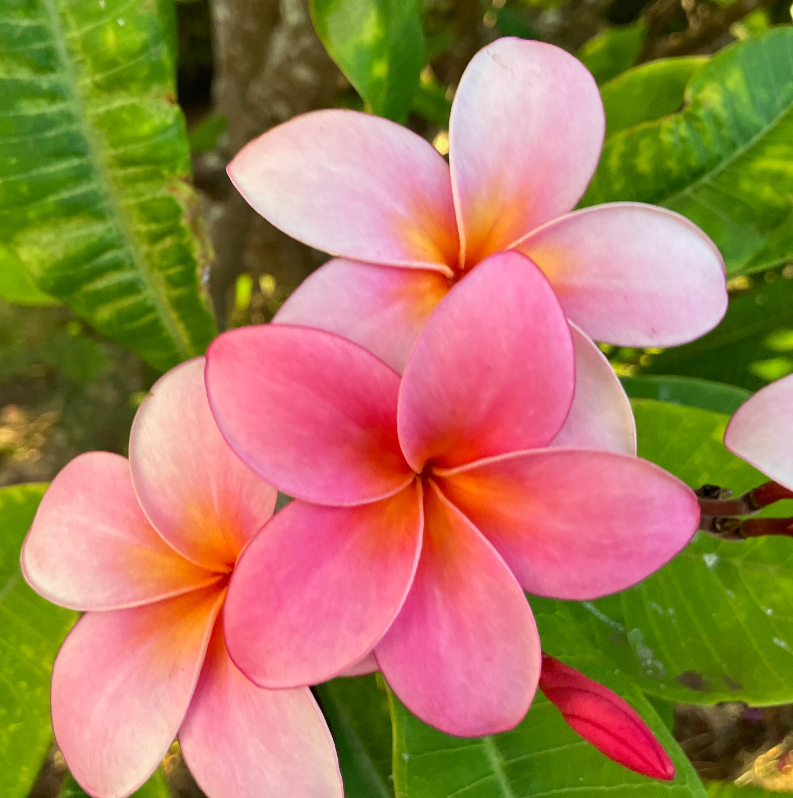 Condo in Wailuku · ★4.74 · 1 bedroom · 1 bed · 1 bath - Image 79