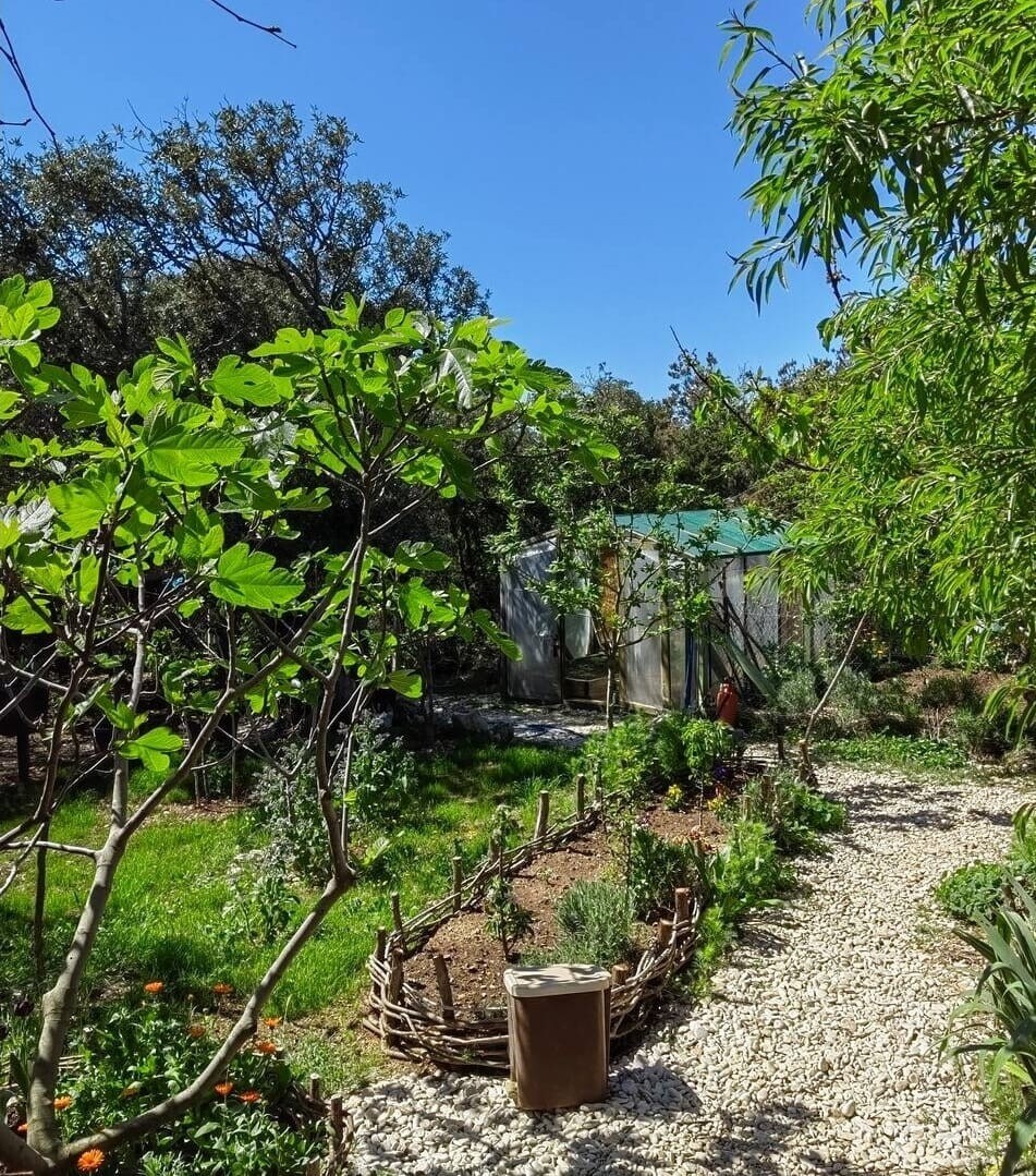 A garden pathway meanders through vibrant greenery, bordered by a rustic fence. Lush plants and herbs flourish, while a greenhouse is partially visible through the foliage. The clear blue sky overhead highlights the peaceful atmosphere of the outdoor space.