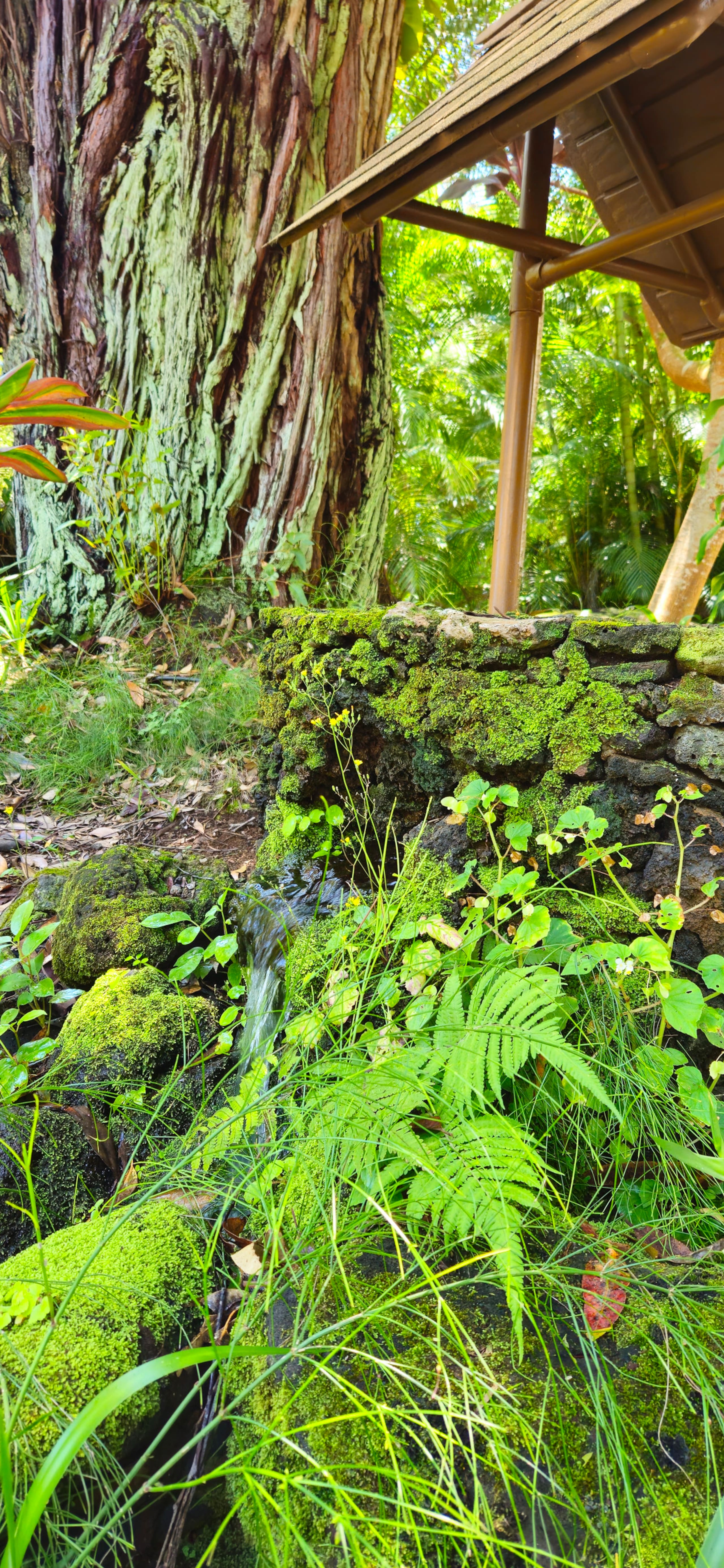 Hawaiian DreamTemple- Tropical Oasis BBPH20120004 - Image 44
