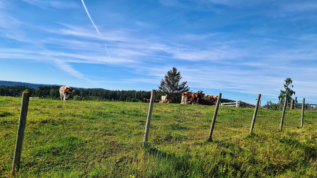 A green pasture stretches across the landscape, with cows grazing peacefully in the distance. A wooden fence lines the foreground, while rolling hills and trees form the backdrop under a bright blue sky with scattered clouds.