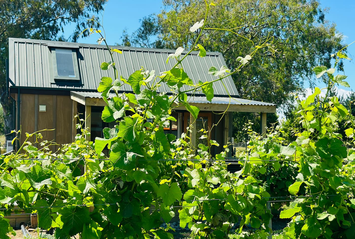 In The Vines 3