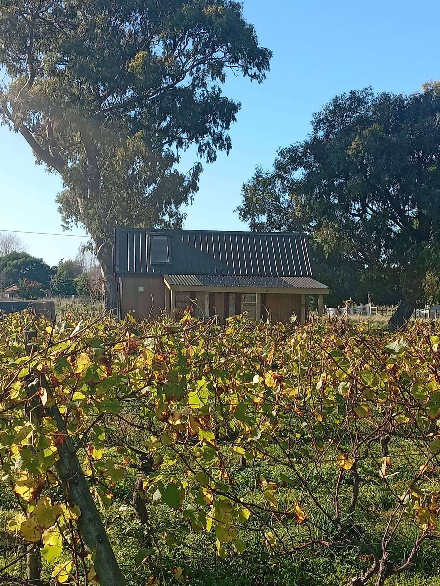 In The Vines 2