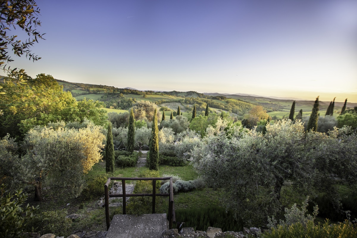 A hillside landscape is showcased, filled with olive trees and lush greenery. Cypress trees rise amidst the flora, framing a serene view of rolling hills under a soft twilight sky. The tranquil scene emphasizes the natural beauty of the Maremma countryside.