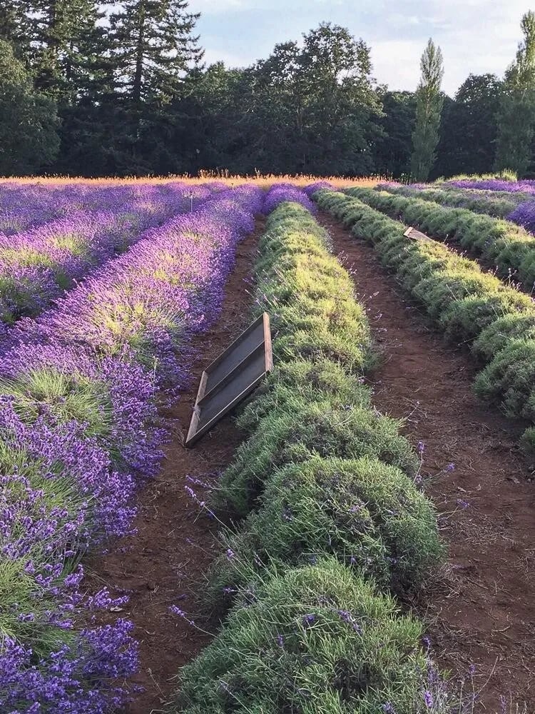 Rows of vibrant lavender plants stretch across the landscape, showcasing shades of purple against the earth. A wooden frame leans against the ground, blending naturally into the farm's serene surroundings. Tall trees are visible in the background, completing the tranquil scene.