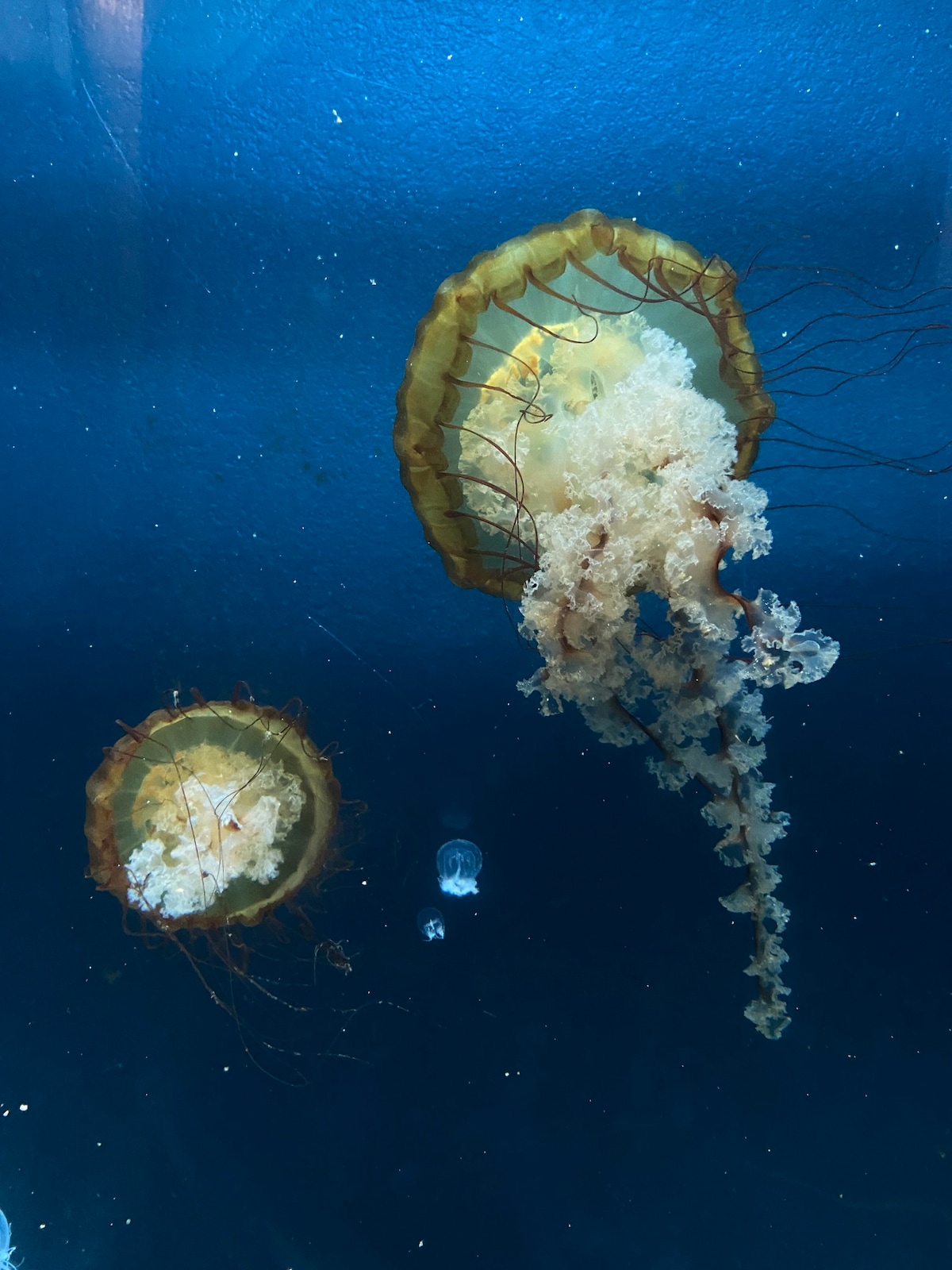 Two jellyfish are suspended in an aquarium, illuminated against a deep blue background. The larger jellyfish displays a golden-yellow bell with long, flowing tentacles, while the smaller one complements its elegant movement, creating a serene underwater scene.