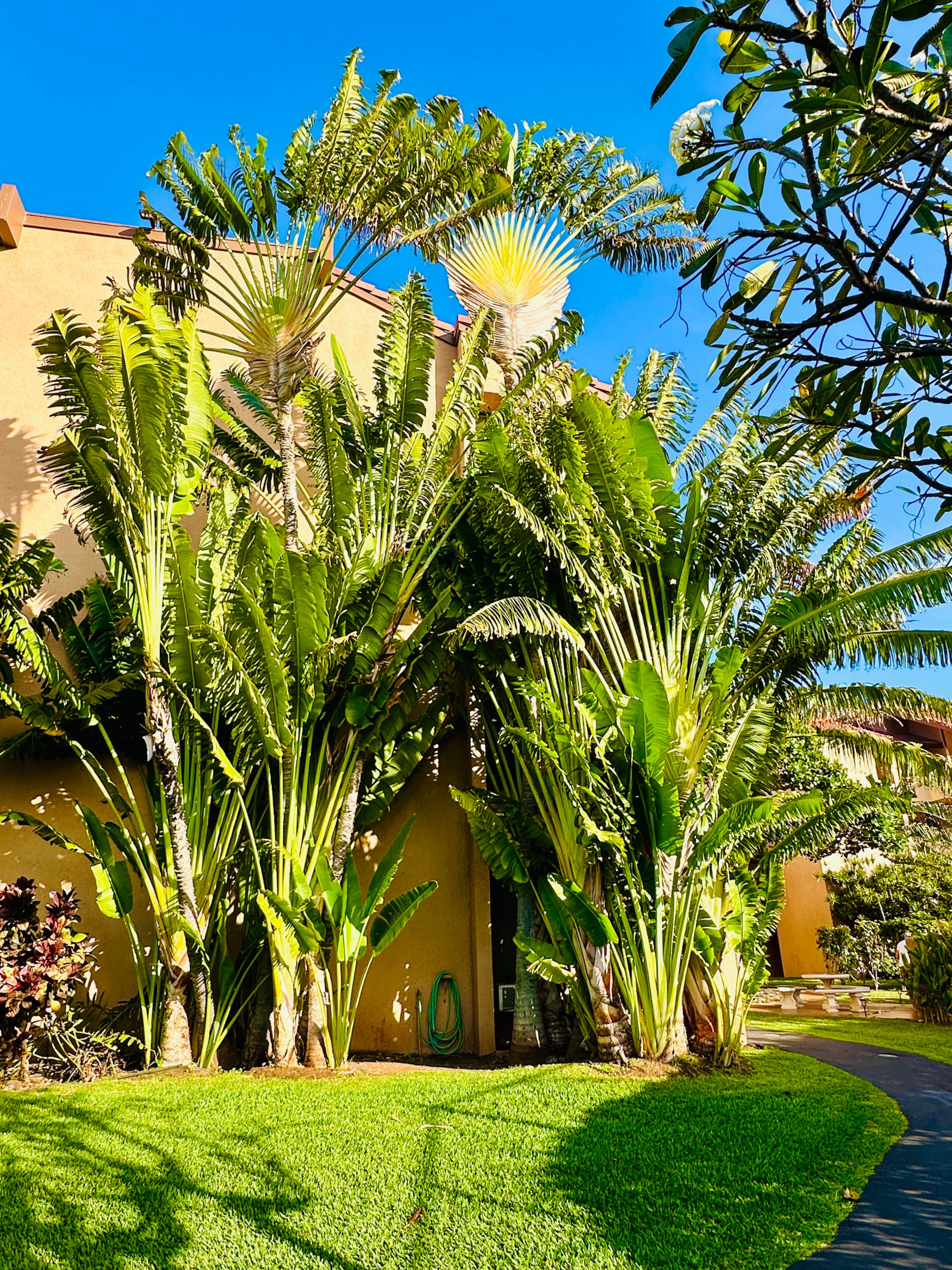 Condo in Kihei · ★4.98 · 1 bedroom · 2 beds · 1 bath - Image 36