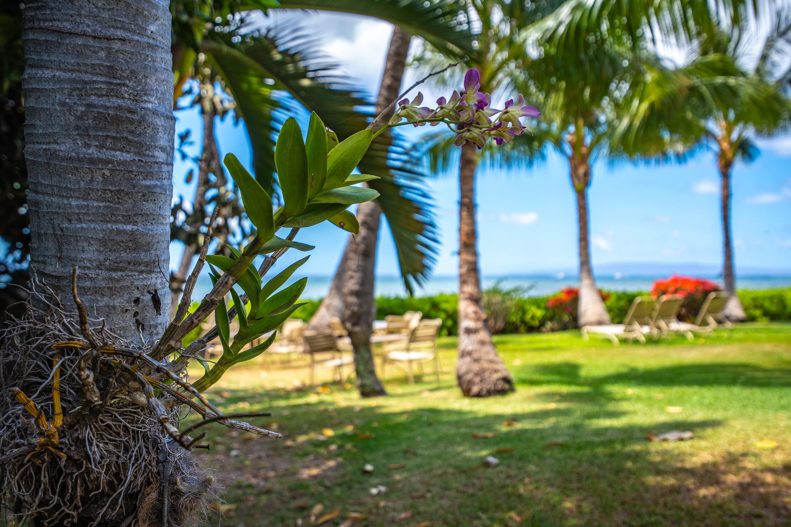 Condo in Wailuku · ★4.76 · 3 bedrooms · 4 beds · 2 baths - Image 28