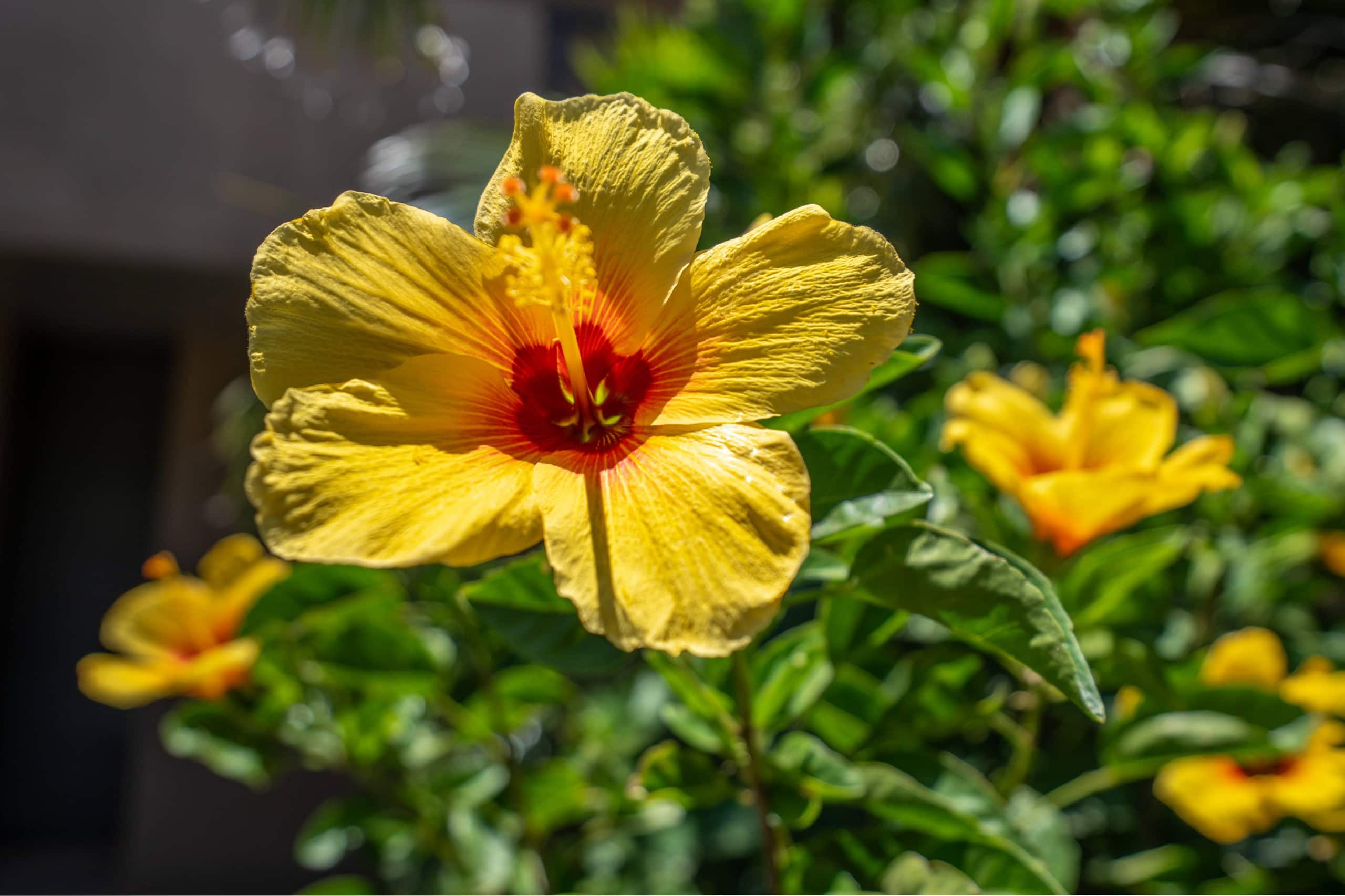 Condo in Wailuku · ★4.76 · 3 bedrooms · 4 beds · 2 baths - Image 49