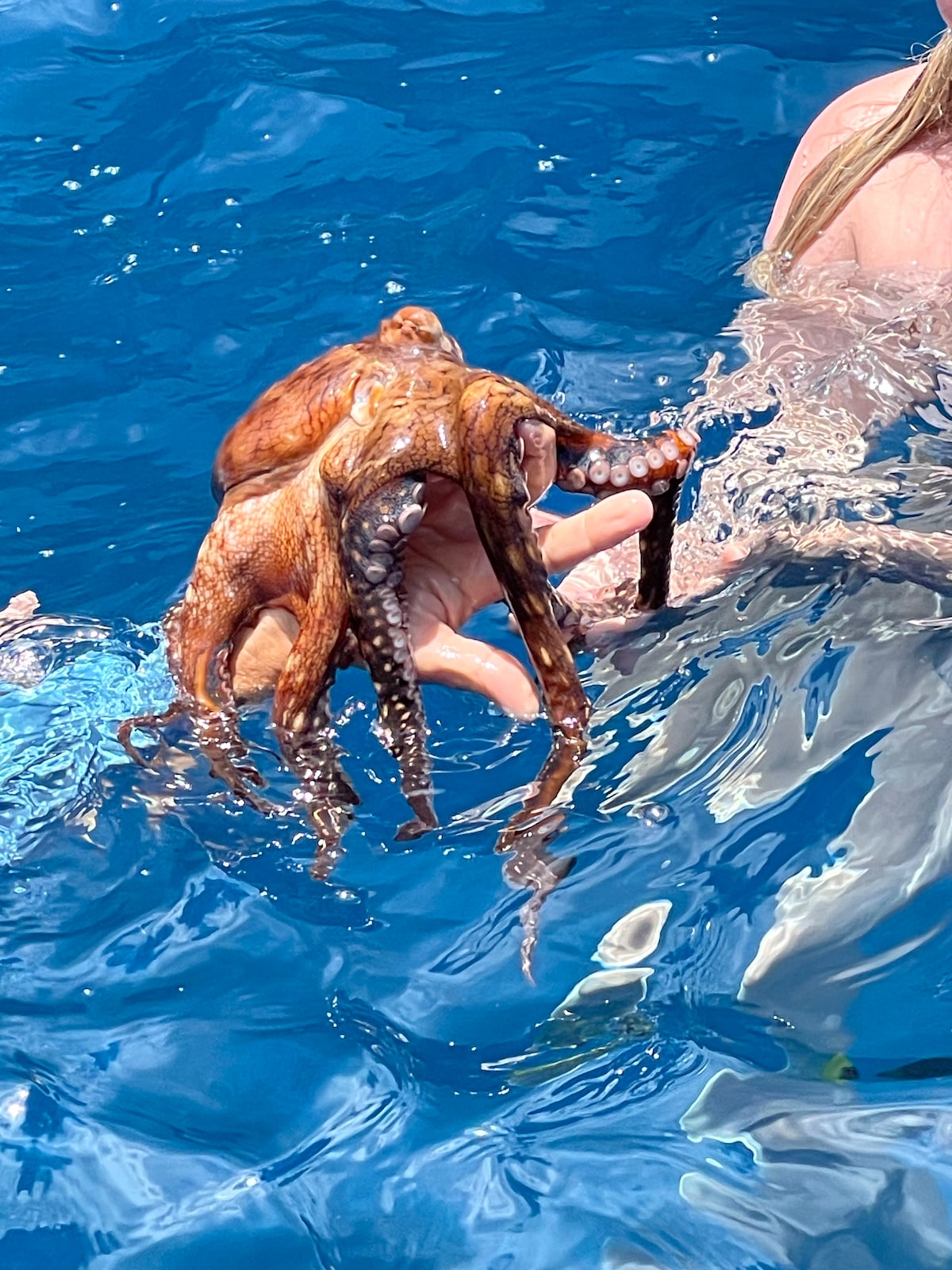 An octopus is held gently by a hand above vibrant blue water, showcasing its distinctive arms with suckers. The clear water reflects sunlight, creating a serene underwater atmosphere.