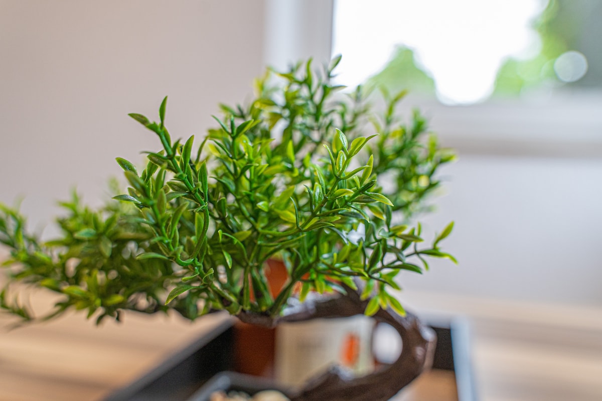 A small decorative plant is positioned on a table, featuring vibrant green leaves. A blurred window is visible in the background, allowing natural light to filter into the space.