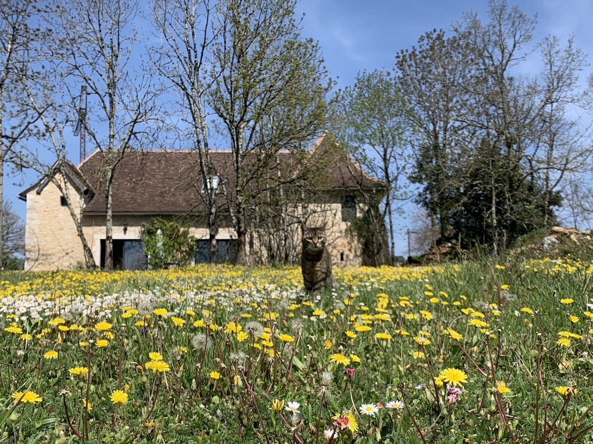 A charming farmhouse is nestled among a vibrant field of dandelions and wildflowers, with trees lightly swaying in the background. A cat is seen walking through the blossoming landscape, creating a serene connection between nature and the residence.