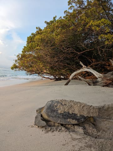 Guest favorite listing in Playa Guiones Sur