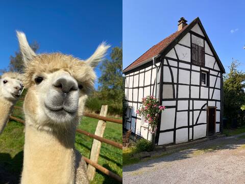 Living on the alpaca farm